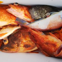 第二龍勢丸 釣果