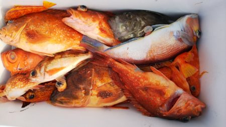 第二龍勢丸 釣果