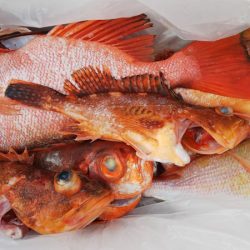 第二龍勢丸 釣果