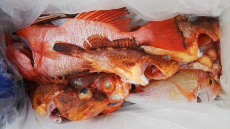 第二龍勢丸 釣果