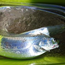 シースナイパー海龍 釣果