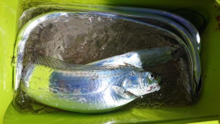 シースナイパー海龍 釣果