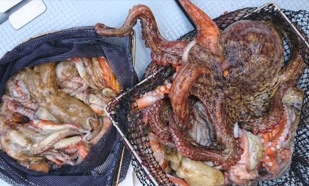 遊漁船 家入 釣果