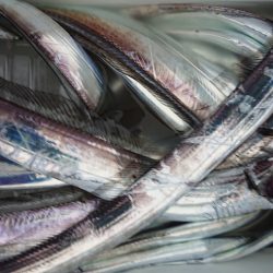 シースナイパー海龍 釣果