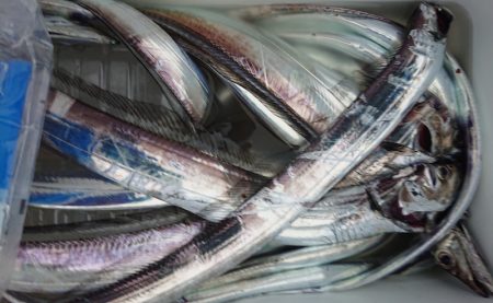 シースナイパー海龍 釣果