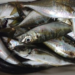 シースナイパー海龍 釣果