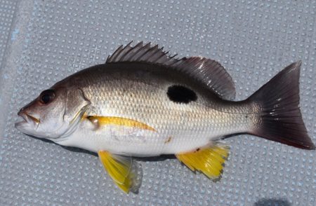 渡船屋たにぐち 釣果