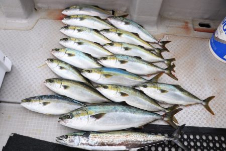 浜栄丸 釣果