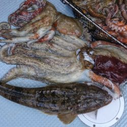 遊漁船 家入 釣果