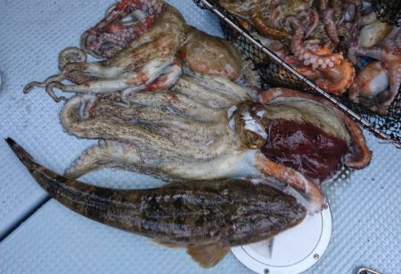 遊漁船 家入 釣果