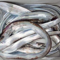 シースナイパー海龍 釣果