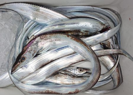 シースナイパー海龍 釣果