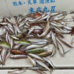 末広丸(熊本) 釣果
