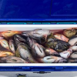 第二 つれたか丸 釣果