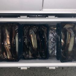 第二八坂丸 釣果