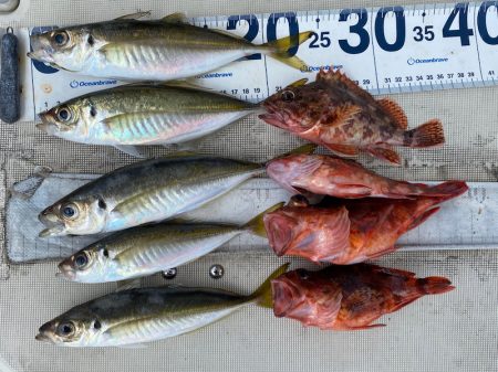 末広丸(熊本) 釣果