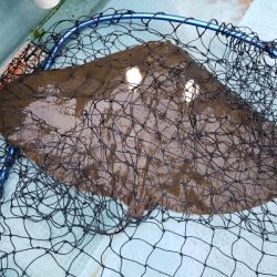 アマテラス 釣果