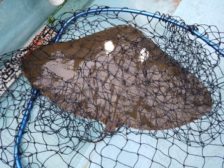 アマテラス 釣果