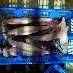 海龍丸（石川） 釣果