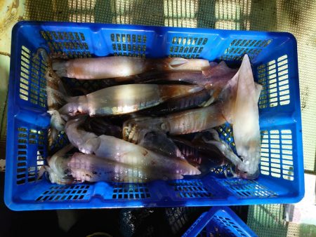 海龍丸（石川） 釣果