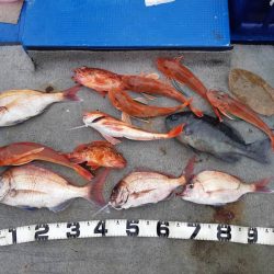 清和丸 釣果