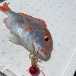 あみや渡船 JIGBOY 釣果