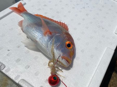 あみや渡船 JIGBOY 釣果