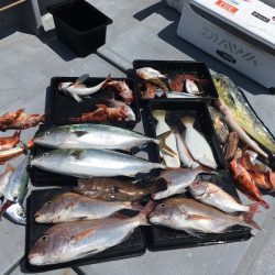 渡船屋たにぐち 釣果