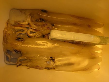 海龍丸（石川） 釣果