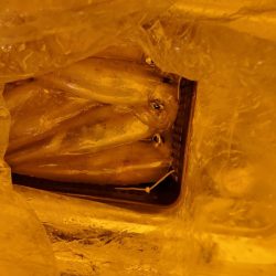 海龍丸（石川） 釣果