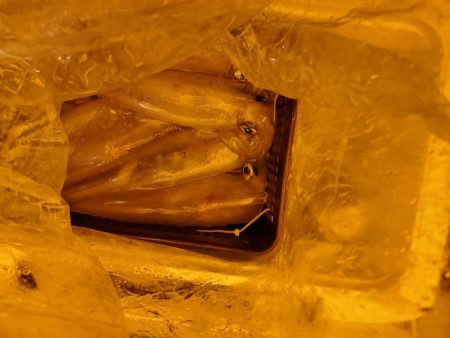 海龍丸（石川） 釣果