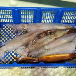 海龍丸（石川） 釣果