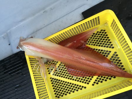 第二龍勢丸 釣果