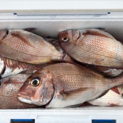 第二八坂丸 釣果