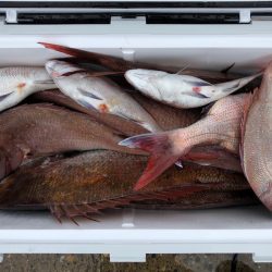 第二八坂丸 釣果