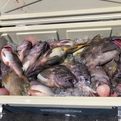 第二 つれたか丸 釣果