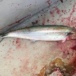 ランスルー 釣果