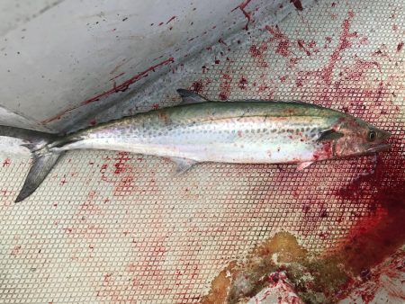 ランスルー 釣果