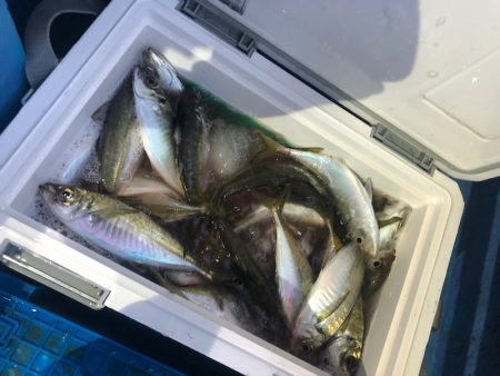 ヤザワ渡船 釣果