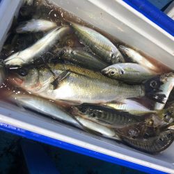 ヤザワ渡船 釣果