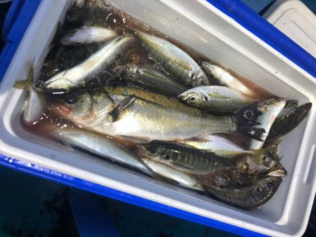 ヤザワ渡船 釣果