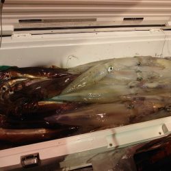 海龍丸（石川） 釣果