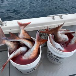 遊漁船ブルーウッズ 釣果