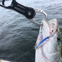 Chase(チェイス) 釣果