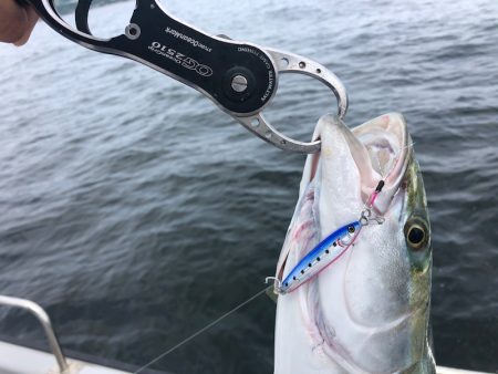 Chase(チェイス) 釣果