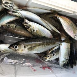 ヤザワ渡船 釣果