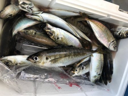 ヤザワ渡船 釣果