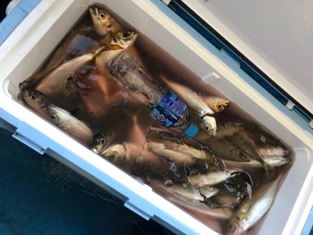 ヤザワ渡船 釣果