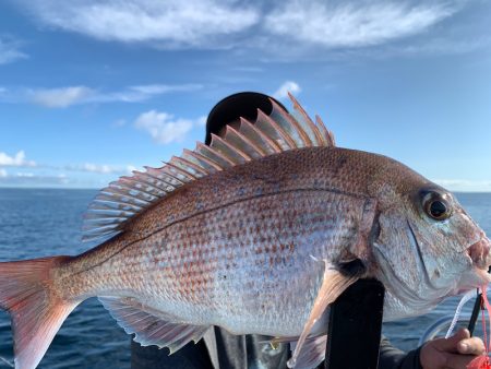 エヌスタイル 釣果