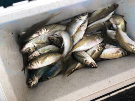 ヤザワ渡船 釣果